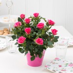 Rosa_hybrid_Pink_Moscow_Forever_-_Roses_Forever_-_Rosa_ApS_-_New_Plant_Ipm_2015